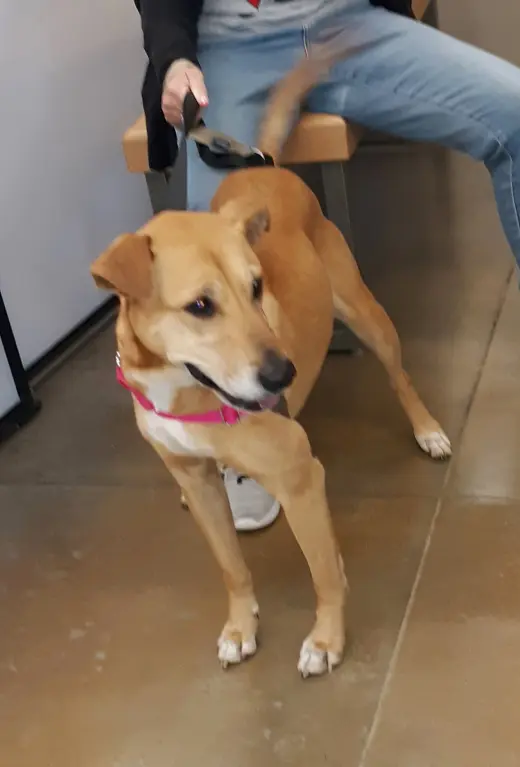 Puddin-Gentle & Loyal Girl
