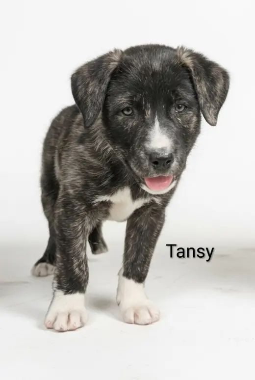 Tansy
