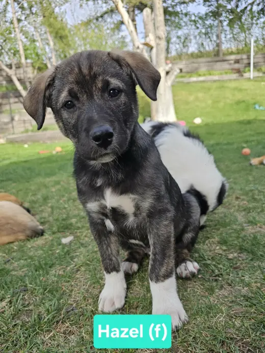 Hazel
