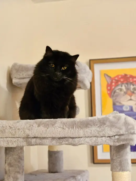 Mittens