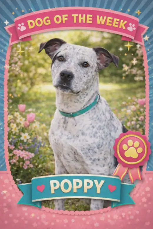 Poppy