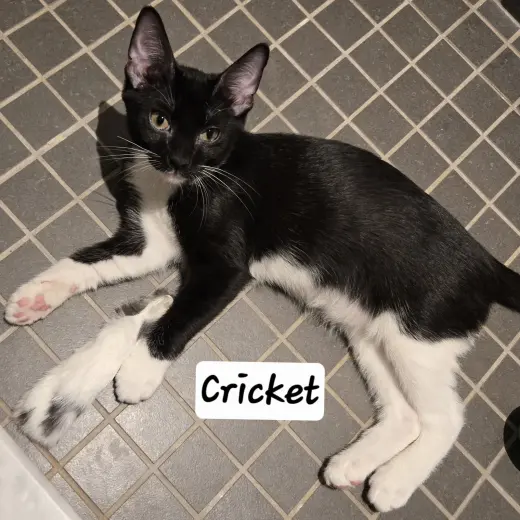 Cricket