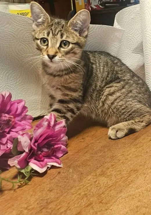 Yankee - Meet Me at Fancy Paws