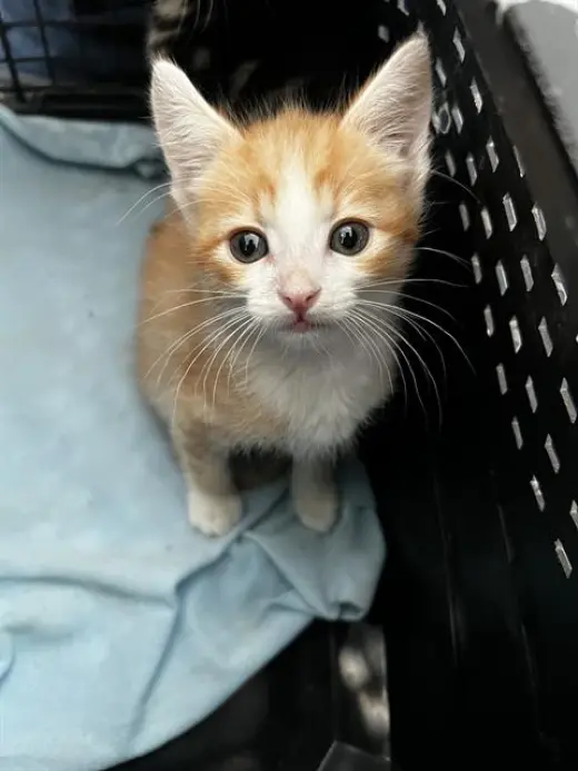 GINGER