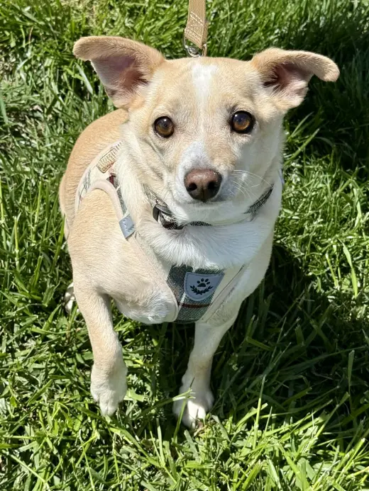 Mr. Peanut - Adoption Pending