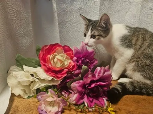 Dandy Meet Me at Fancy Paws