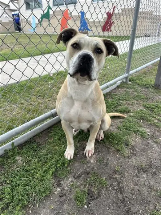 NALA (PRECIOUS)