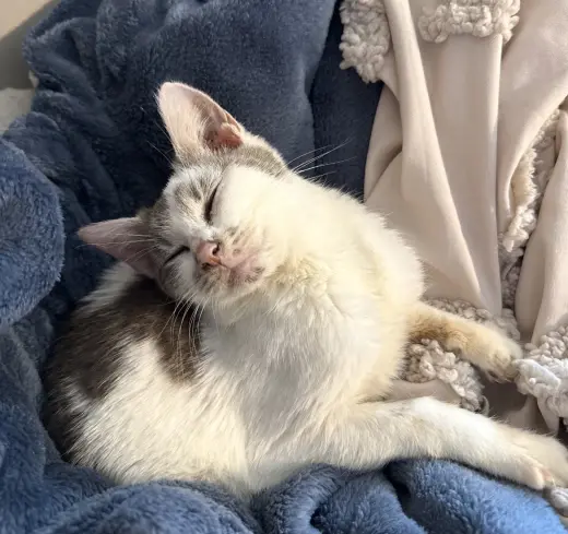 Sweetie