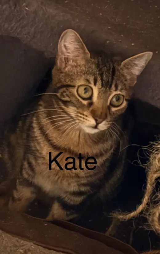 Kate