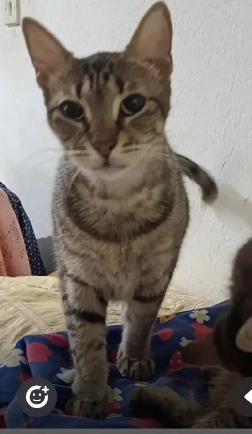 Bolbola