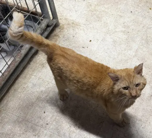 Ferdinand FIV +