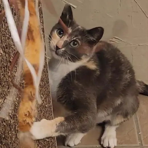 Lena