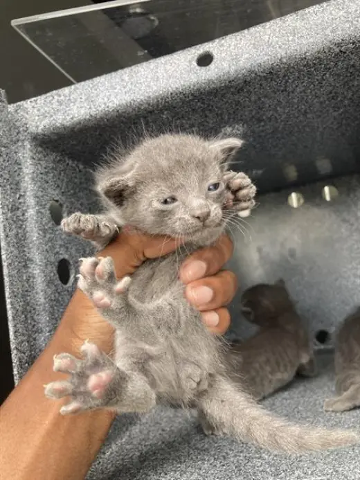 KIWI