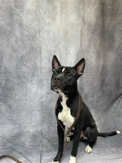 DJANGO