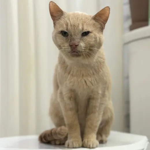 Horace (bonded to Silas)