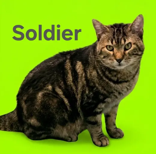 Soldier