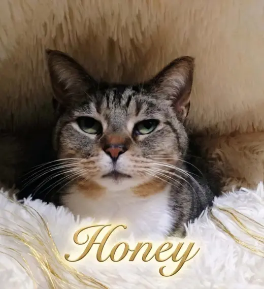 Honey