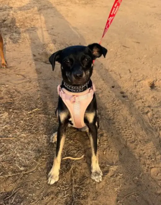 Kali