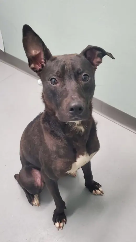 Dobby (6973)