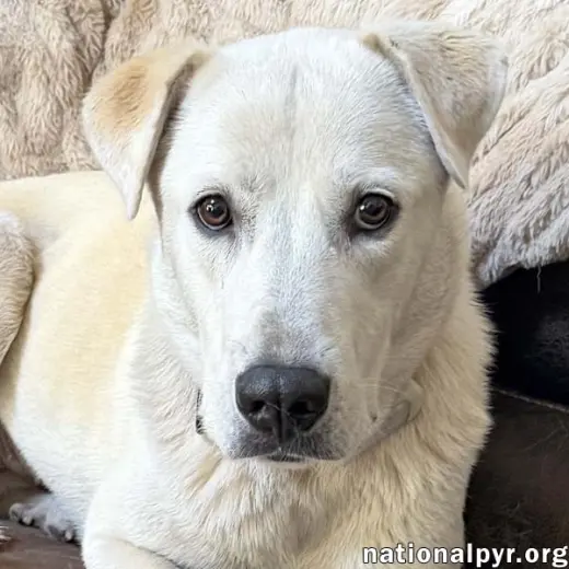 Biscuit in FL - Gentle, Quiet & Courageous!