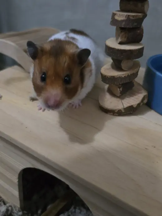 Sophie