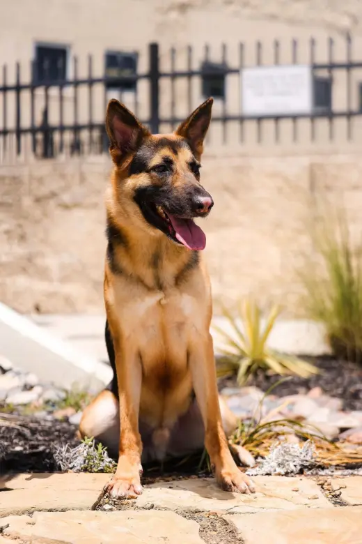 Bear-$75 Adoption Fee! Diamond Dog!