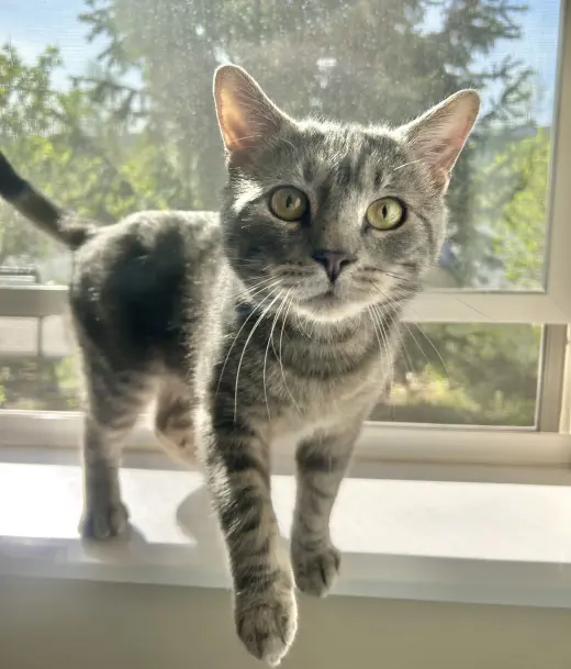 Odin