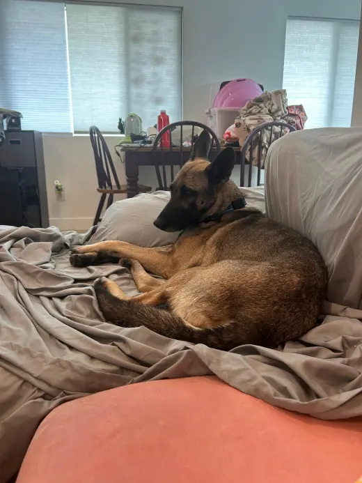 Honey Roo