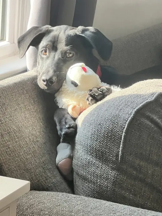Saint (Conroe Puppies)