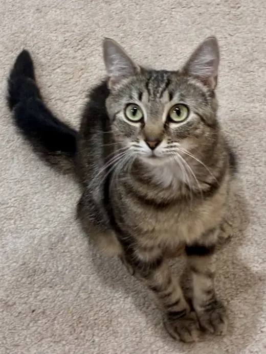 CAT - Isabella