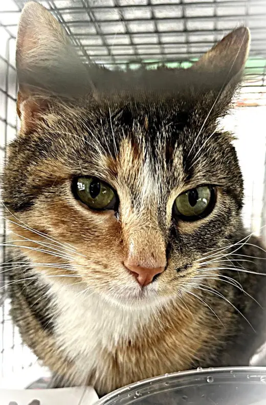 Zenobia