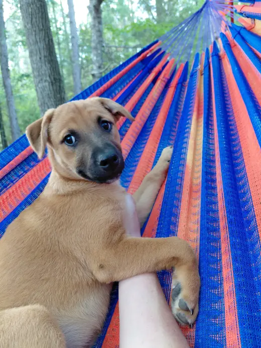 Penny - Big Bang Litter
