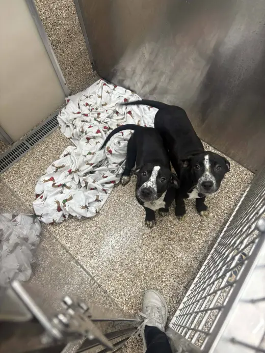Heeler/Black Lab Pups
