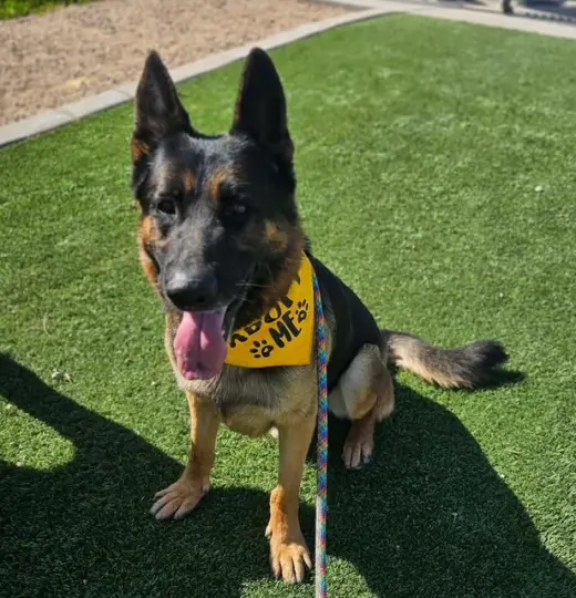 Brutus (Courtesy post)