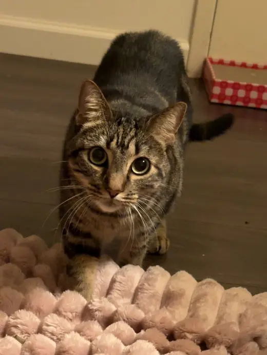 Elsie