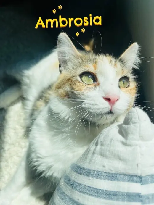Ambrosía