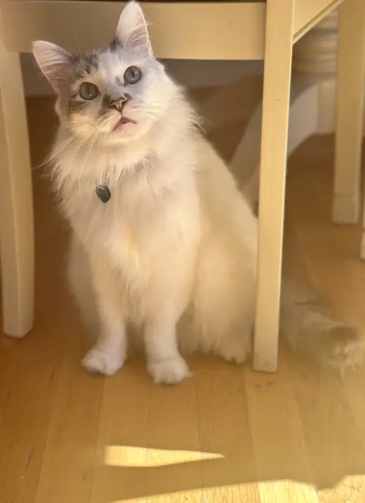 Marshmallow Ragdoll