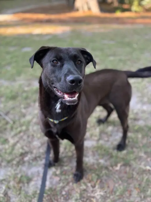 Archie