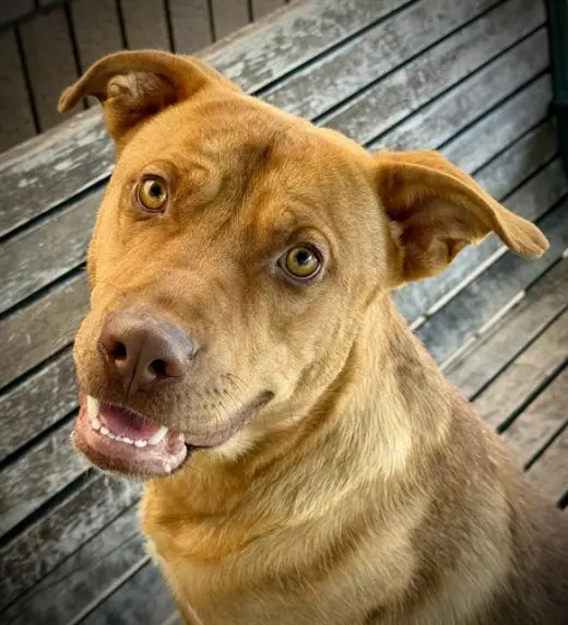 BRODY