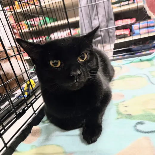 Pete