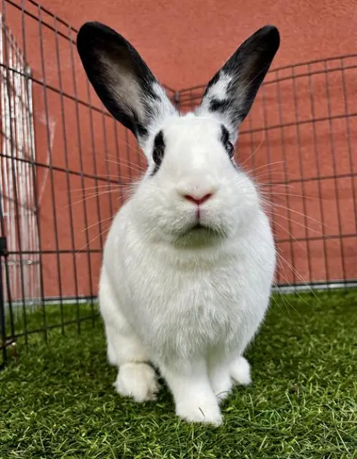 PEANUT