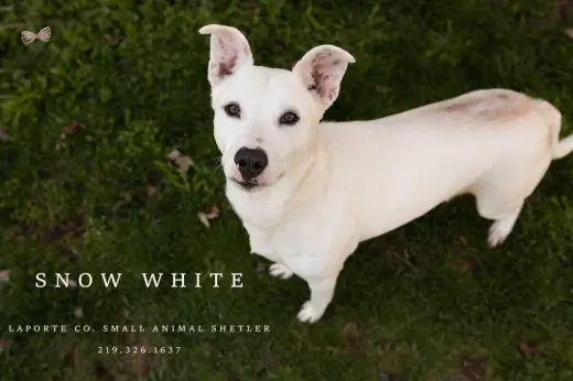Snow White
