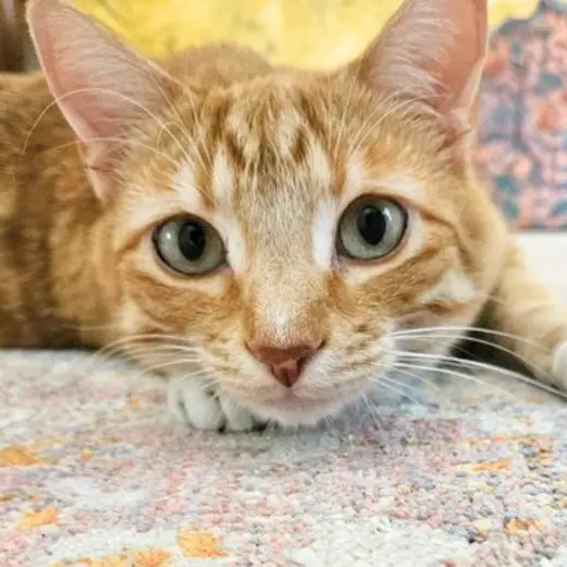 Simon