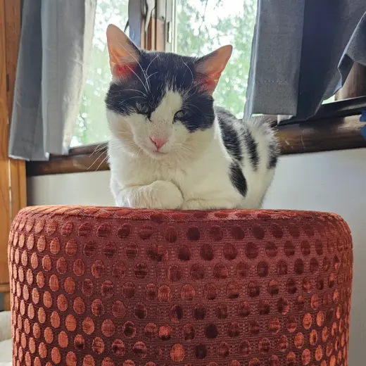 Neko