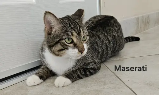 Maserati