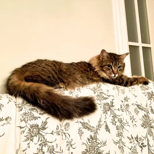 Wanda