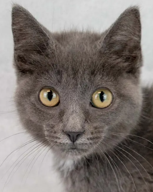 Gina