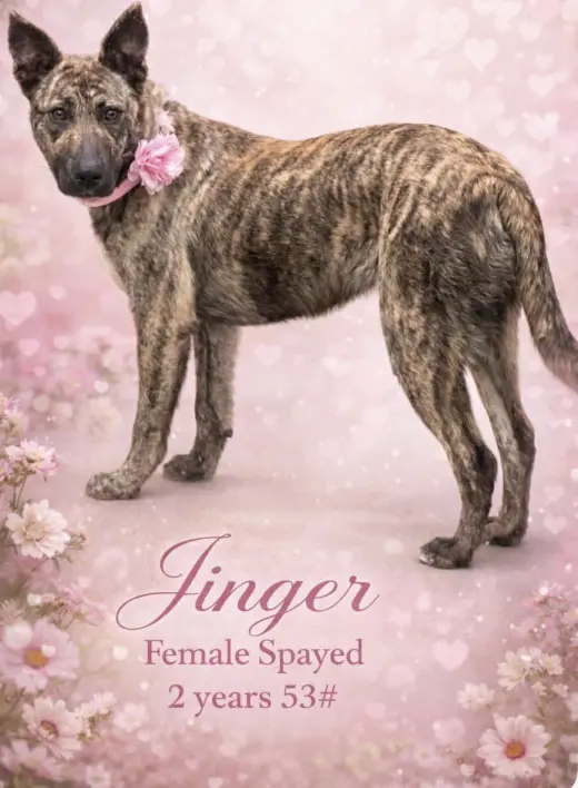Jinger