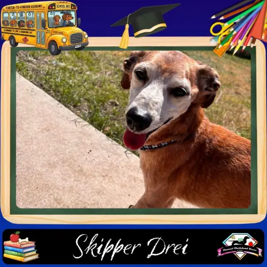 Skipper Drei