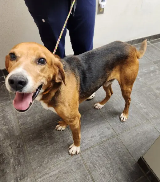 Ranger *Adopt or Foster*